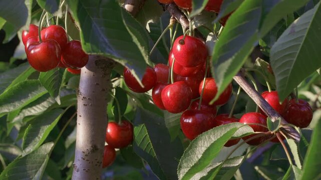A cluster of ripe red cherries on a cherry tree 