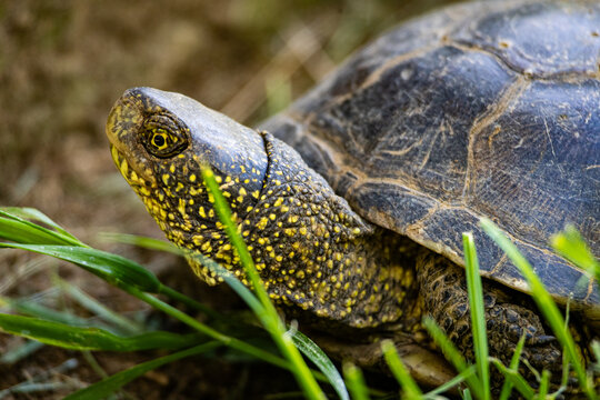 Tortoise resting on forest floor in natural habitat, close up wildlife portrait of land turtle with textured shell and rugged skin in warm sunlight outdoors