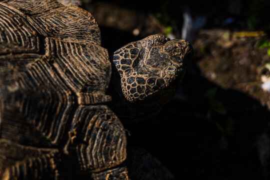 Tortoise resting on forest floor in natural habitat, close up wildlife portrait of land turtle with textured shell and rugged skin in warm sunlight outdoors