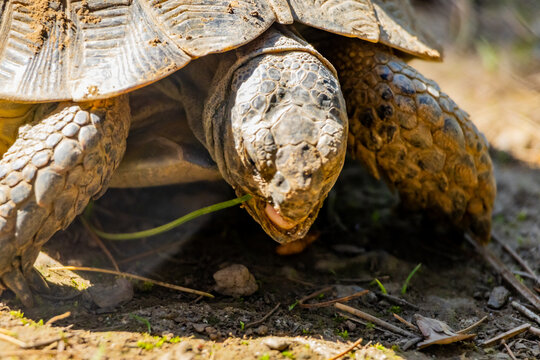 Tortoise resting on forest floor in natural habitat, close up wildlife portrait of land turtle with textured shell and rugged skin in warm sunlight outdoors
