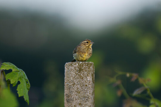Adult female cirl bunting (Emberiza cirlus) perched on a vineyard post.
