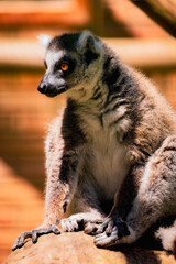 Fototapeta premium Ring Tailed Lemur Close Up Portrait with Bright Amber Eyes, Detailed Fur Texture and Natural Wildlife Background, Exotic Primate Sitting in Warm Sunlight Outdoors