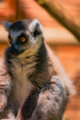Fototapeta premium Ring Tailed Lemur Close Up Portrait with Bright Amber Eyes, Detailed Fur Texture and Natural Wildlife Background, Exotic Primate Sitting in Warm Sunlight Outdoors