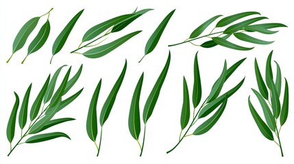 Fototapeta premium A collection of green leaves on a white background for design and decoration purposes