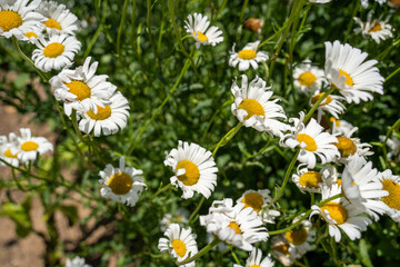 Fototapeta premium Close-up of white daisy flowers with yellow centers in bloom