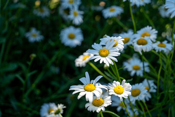 Obraz premium White Daisy Flowers With Yellow Centers In Green Foliage
