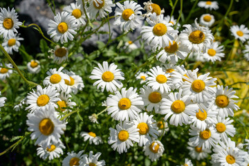 Fototapeta premium Clusters of White Daisies with Bright Yellow Centers in Bloom