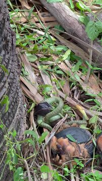 The venom green snake is constricting its prey to eat it.