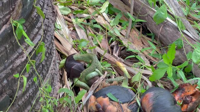 The venom green snake is constricting its prey to eat it.