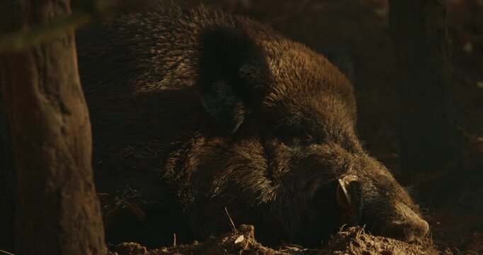 Wild Boar Sus Scrofa, Also Known As The Wild Swine, Eurasian Wild Pig lying In Autumn Forest. Wild Boar Is A Native To Much Of Eurasia. Boar resting in autumn forest