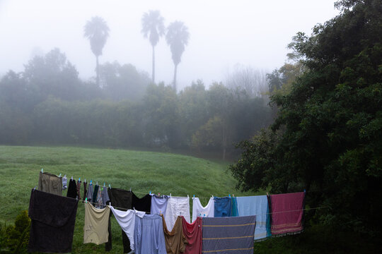 pre dawn fog settling over palm trees and hanging wash on line