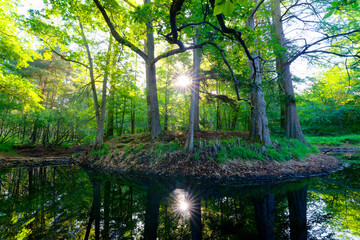 Obraz premium The Deer pond in Fontainebleau forest