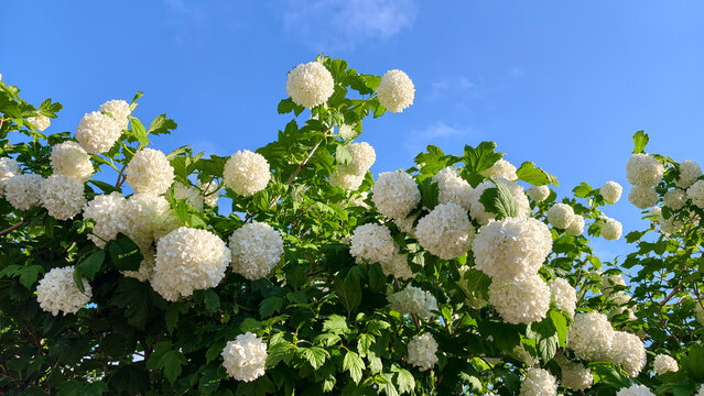 Premium white snowball tree flowers against blue sky with copy space
