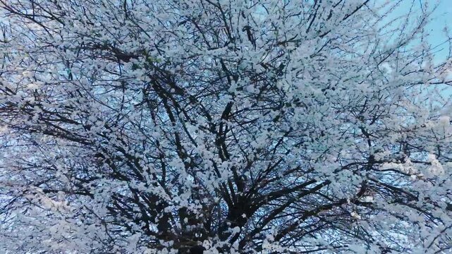 Einzelner Kirschbaum in voller Bl&uuml;te, Fr&uuml;hlingslandschaft