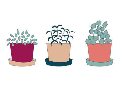 Potted Herb Plants Vector Illustration