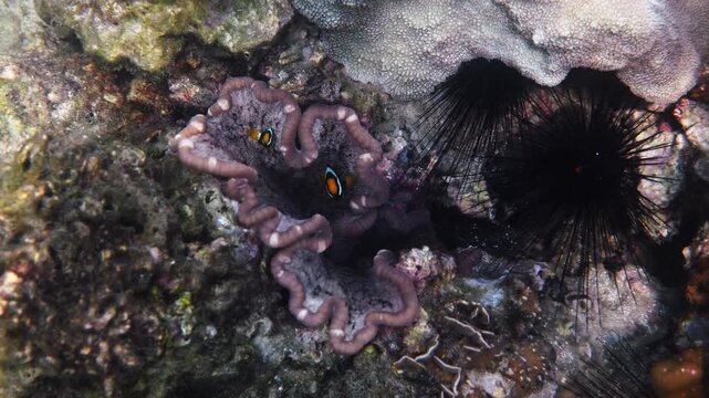 Two Clark's anemonefish, Amphiprion clarkii, swimming inside sea anemone on tropical coral reef. Natural symbiotic behavior near sea urchin, underwater nature documentary.