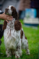 Pies Springer spaniel angielski © Grzegorz
