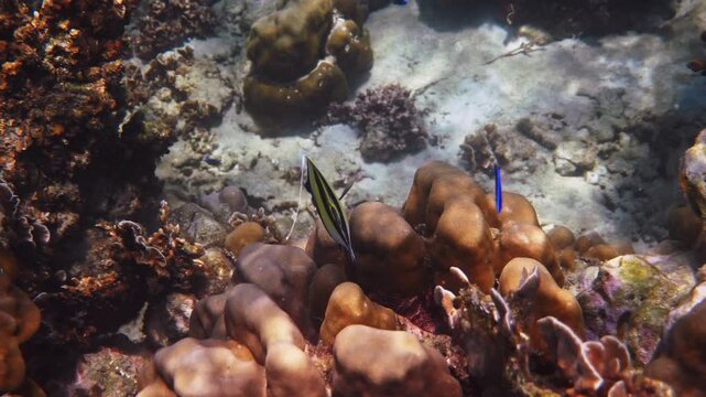 Pair of Moorish Idol fish swimming, Zanclus cornutus foraging among hard corals, tropical reef environment, marine wildlife photography