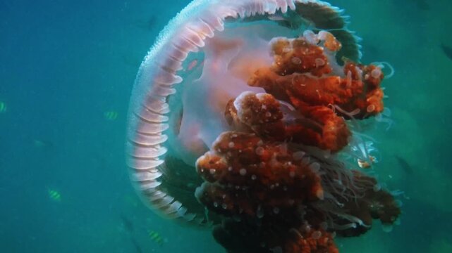 Warty jellyfish swimming underwater, Versuriga anadyomene species in blue ocean, marine wildlife exploration, nature documentary backdrop