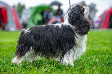 Pies na wystawie . Spaniel . Cavalier king charles spaniel © Grzegorz