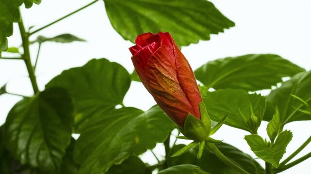 ハイビスカスの開花　タイムラプス撮影