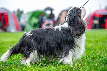 Pies na wystawie . Spaniel . Cavalier king charles spaniel © Grzegorz