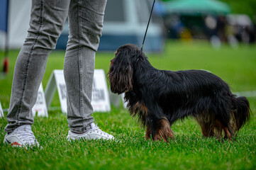 Pies na wystawie . Spaniel . Cavalier king charles spaniel © Grzegorz