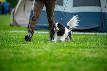 Pies na wystawie . Spaniel . Cavalier king charles spaniel © Grzegorz