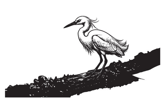 Snowy Egret Detailed Silhouette on Shoreline Log Graphic Asset