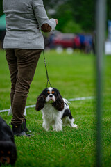 Pies na wystawie . Spaniel . Cavalier king charles spaniel © Grzegorz