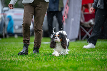 Pies na wystawie . Spaniel . Cavalier king charles spaniel © Grzegorz