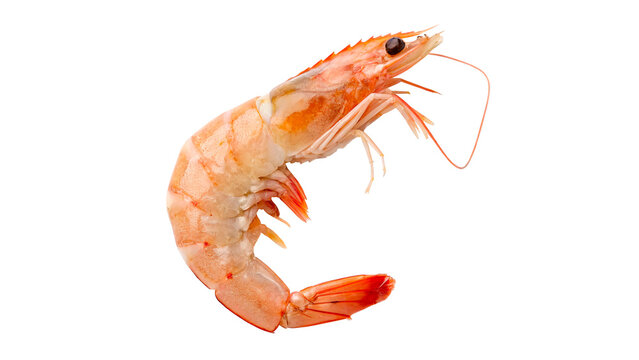 Fresh raw tiger shrimp prawn seafood ingredient ready for cooking isolated on transparent background