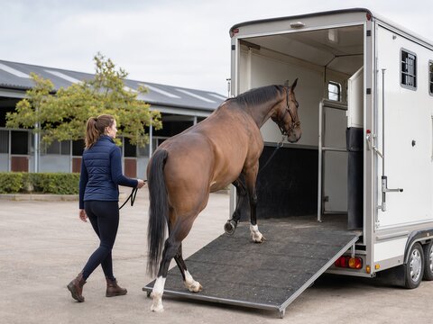 Woman Leading Horse into Trailer for Transportation