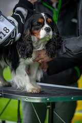 Pies na wystawie . Spaniel . Cavalier king charles spaniel © Grzegorz