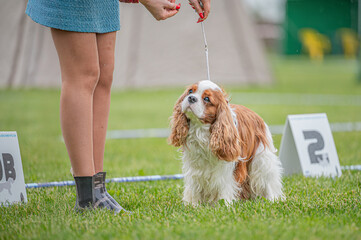 Pies na wystawie . Spaniel . Cavalier king charles spaniel © Grzegorz