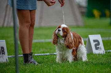 Pies na wystawie . Spaniel . Cavalier king charles spaniel © Grzegorz