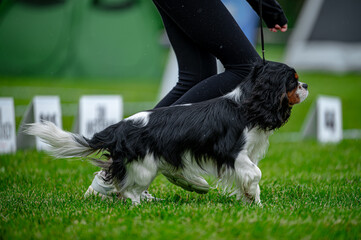 Pies na wystawie . Spaniel . Cavalier king charles spaniel © Grzegorz