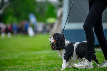 Pies na wystawie . Spaniel . Cavalier king charles spaniel © Grzegorz