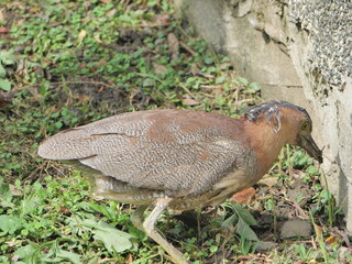 Obraz premium Heron Foraging on Park Ground
