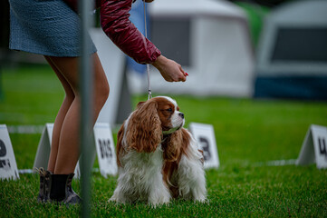 Pies na wystawie . Spaniel . Cavalier king charles spaniel © Grzegorz