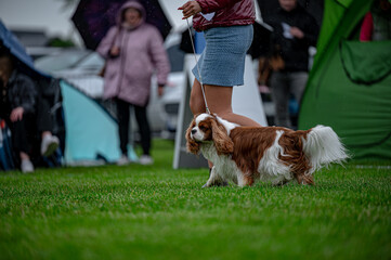 Pies na wystawie . Spaniel . Cavalier king charles spaniel © Grzegorz