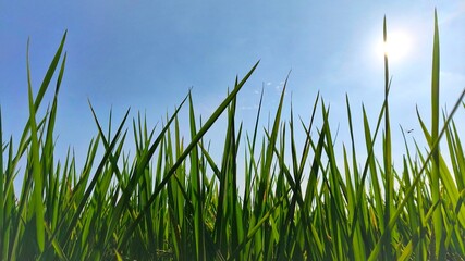 Obraz premium Green rice paddies against a clear blue sky and bright morning sunlight (7)