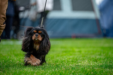 Pies na wystawie . Spaniel . Cavalier king charles spaniel © Grzegorz
