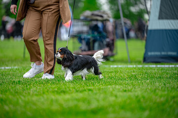 Pies na wystawie . Spaniel . Cavalier king charles spaniel © Grzegorz