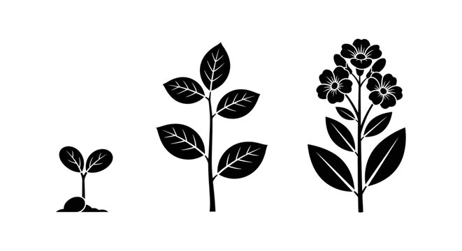 Plant Growth Stages: Seedling, Sapling, Blooming Flower