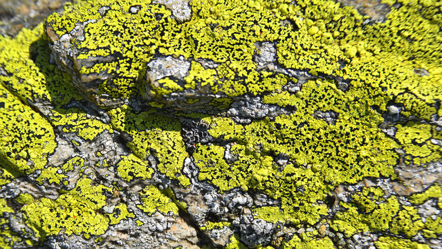 A rare variety of greenish lichens on a rock face in the Bucegi Plateau. 