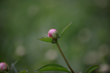 One Pink peony buds in the garden. Close up view of blooming peony buds. Gardening concept, green home garden. Landscape design. Peony bud with a hint of pink among lush foliage in spring garden © Irina Boldina
