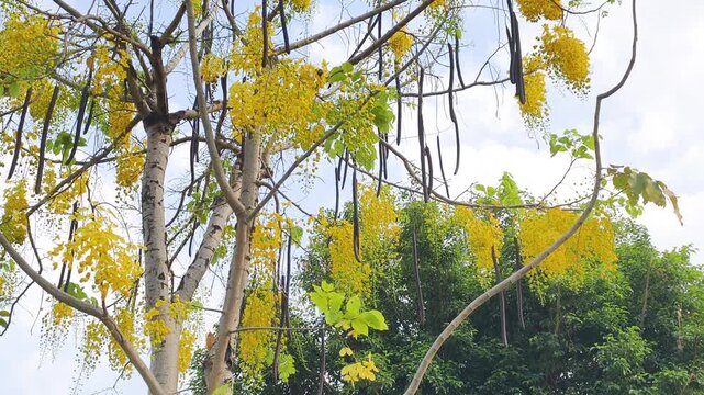 Tiny Asian sunbird on cassia fistula flutters among bright blossoms. Active Asian sunbird on cassia fistula feeds on yellow golden shower tree flowers under clear summer sky in tropical garden.