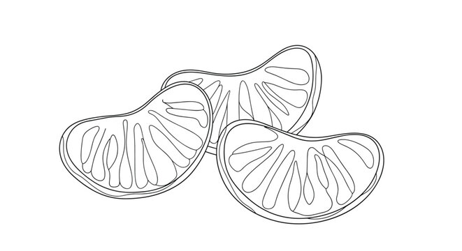 Detailed line drawing of three juicy mandarin orange segments showcases the natural texture of the citrus fruit sections.