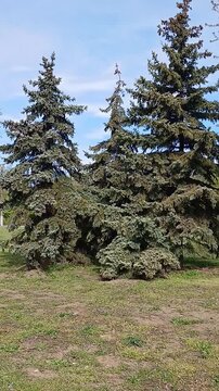 Three Christmas trees &ndash; one smaller, the second bigger, the third even bigger. Environmental protection